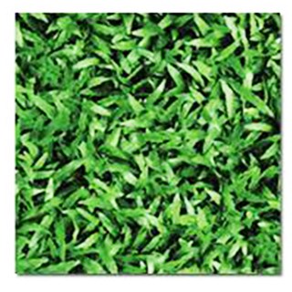 Gạch cỏ lát sân Đồng Tâm 4040 CLG001